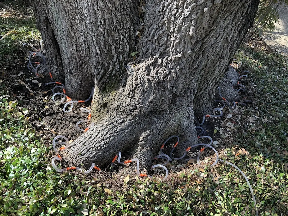 Detailed Tree Cabling and Bracing job site in Cornwall Bridge