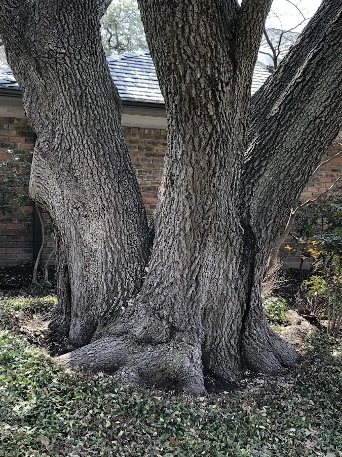 Mature heritage tree close to a Cornwall Bridge property cared for by certified arborists